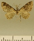  ( - JLC ZW Lep 00090)  @13 [ ] Copyright (2010) Unspecified Research Collection of Juergen Lenz