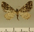  ( - JLC ZW Lep 00097)  @14 [ ] Copyright (2010) Unspecified Research Collection of Juergen Lenz