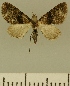  ( - JLC ZW Lep 00109)  @14 [ ] Copyright (2010) Unspecified Research Collection of Juergen Lenz
