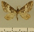  ( - JLC ZW Lep 00167)  @14 [ ] Copyright (2010) Unspecified Research Collection of Juergen Lenz