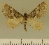  ( - JLC ZW Lep 00174)  @14 [ ] Copyright (2010) Unspecified Research Collection of Juergen Lenz
