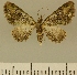  ( - JLC ZW Lep 00190)  @14 [ ] Copyright (2010) Unspecified Research Collection of Juergen Lenz