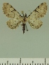 ( - JLC ZW Lep 00194)  @11 [ ] Copyright (2010) Unspecified Research Collection of Juergen Lenz