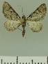  ( - JLC ZW Lep 00234)  @11 [ ] Copyright (2010) Unspecified Research Collection of Juergen Lenz
