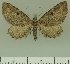  (Eccymatoge BOLD:AAM0365 - JLC ZW Lep 00235)  @14 [ ] Copyright (2010) Unspecified Research Collection of Juergen Lenz