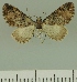  ( - JLC ZW Lep 00301)  @13 [ ] Copyright (2010) Unspecified Research Collection of Juergen Lenz