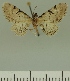  ( - JLC ZW Lep 00307)  @11 [ ] Copyright (2010) Unspecified Research Collection of Juergen Lenz