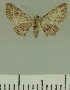  ( - JLC ZW Lep 00330)  @13 [ ] Copyright (2010) Unspecified Research Collection of Juergen Lenz