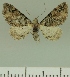  ( - JLC ZW Lep 00363)  @14 [ ] Copyright (2010) Unspecified Research Collection of Juergen Lenz