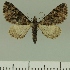  ( - JLC ZW Lep 00373)  @14 [ ] Copyright (2010) Unspecified Research Collection of Juergen Lenz