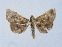  ( - BC ZSM Lep 31513)  @11 [ ] CreativeCommons - Attribution Non-Commercial Share-Alike (2010) Unspecified SNSB, Zoologische Staatssammlung Muenchen