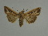  ( - BC ZSM Lep 31518)  @12 [ ] CreativeCommons - Attribution Non-Commercial Share-Alike (2010) Unspecified SNSB, Zoologische Staatssammlung Muenchen