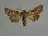  ( - BC ZSM Lep 31519)  @11 [ ] CreativeCommons - Attribution Non-Commercial Share-Alike (2010) Unspecified SNSB, Zoologische Staatssammlung Muenchen