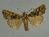  ( - BC ZSM Lep 31527)  @11 [ ] CreativeCommons - Attribution Non-Commercial Share-Alike (2010) Unspecified SNSB, Zoologische Staatssammlung Muenchen