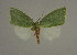  ( - BC ZSM Lep 31544)  @11 [ ] CreativeCommons - Attribution Non-Commercial Share-Alike (2010) Unspecified SNSB, Zoologische Staatssammlung Muenchen