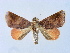  (Carea internifusca - BC ZSM Lep 31550)  @14 [ ] CreativeCommons - Attribution Non-Commercial Share-Alike (2010) Unspecified SNSB, Zoologische Staatssammlung Muenchen