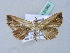  (Lophoruza lunifera - BC ZSM Lep 31562)  @14 [ ] CreativeCommons - Attribution Non-Commercial Share-Alike (2010) Unspecified SNSB, Zoologische Staatssammlung Muenchen
