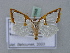  ( - BC ZSM Lep 31568)  @11 [ ] CreativeCommons - Attribution Non-Commercial Share-Alike (2010) Unspecified SNSB, Zoologische Staatssammlung Muenchen
