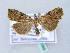  (Microxyla confusa - BC ZSM Lep 31569)  @11 [ ] CreativeCommons - Attribution Non-Commercial Share-Alike (2010) Unspecified SNSB, Zoologische Staatssammlung Muenchen