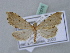  ( - BC ZSM Lep 31575)  @11 [ ] CreativeCommons - Attribution Non-Commercial Share-Alike (2010) Unspecified SNSB, Zoologische Staatssammlung Muenchen