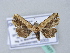  ( - BC ZSM Lep 31577)  @11 [ ] CreativeCommons - Attribution Non-Commercial Share-Alike (2010) Unspecified SNSB, Zoologische Staatssammlung Muenchen