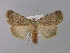  ( - BC ZSM Lep 31878)  @14 [ ] CreativeCommons - Attribution Non-Commercial Share-Alike (2010) Unspecified SNSB, Zoologische Staatssammlung Muenchen