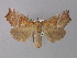  ( - BC ZSM Lep 31881)  @14 [ ] CreativeCommons - Attribution Non-Commercial Share-Alike (2010) Unspecified SNSB, Zoologische Staatssammlung Muenchen