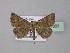  ( - BC ZSM Lep 31883)  @13 [ ] CreativeCommons - Attribution Non-Commercial Share-Alike (2010) Unspecified SNSB, Zoologische Staatssammlung Muenchen