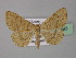  ( - BC ZSM Lep 31893)  @13 [ ] CreativeCommons - Attribution Non-Commercial Share-Alike (2010) Unspecified SNSB, Zoologische Staatssammlung Muenchen