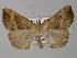  ( - BC ZSM Lep 31894)  @14 [ ] CreativeCommons - Attribution Non-Commercial Share-Alike (2010) Unspecified SNSB, Zoologische Staatssammlung Muenchen