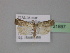  ( - BC ZSM Lep 31897)  @13 [ ] CreativeCommons - Attribution Non-Commercial Share-Alike (2010) Unspecified SNSB, Zoologische Staatssammlung Muenchen