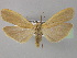  ( - BC ZSM Lep 31918)  @13 [ ] CreativeCommons - Attribution Non-Commercial Share-Alike (2010) Unspecified SNSB, Zoologische Staatssammlung Muenchen