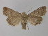  ( - BC ZSM Lep 31922)  @14 [ ] CreativeCommons - Attribution Non-Commercial Share-Alike (2010) Unspecified SNSB, Zoologische Staatssammlung Muenchen