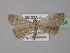  (Orectis - BC ZSM Lep 31934)  @13 [ ] CreativeCommons - Attribution Non-Commercial Share-Alike (2010) Unspecified SNSB, Zoologische Staatssammlung Muenchen