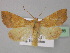  ( - BC ZSM Lep 31936)  @14 [ ] CreativeCommons - Attribution Non-Commercial Share-Alike (2010) Unspecified SNSB, Zoologische Staatssammlung Muenchen