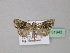  ( - BC ZSM Lep 31943)  @13 [ ] CreativeCommons - Attribution Non-Commercial Share-Alike (2010) Unspecified SNSB, Zoologische Staatssammlung Muenchen