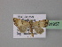  ( - BC ZSM Lep 31957)  @13 [ ] CreativeCommons - Attribution Non-Commercial Share-Alike (2010) Unspecified SNSB, Zoologische Staatssammlung Muenchen
