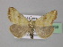  ( - BC ZSM Lep 31959)  @11 [ ] CreativeCommons - Attribution Non-Commercial Share-Alike (2010) Unspecified SNSB, Zoologische Staatssammlung Muenchen