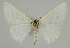  (Idaea chloristis - BC EF Alc 00453)  @14 [ ] Copyright (2010) Unspecified Research Collection of Egbert Friedrich