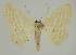  (Idaea EF05 - BC EF Alc 00455)  @14 [ ] Copyright (2010) Unspecified Research Collection of Egbert Friedrich