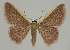  (Idaea inversataAH02 - BC EF Alc 00458)  @14 [ ] Copyright (2010) Unspecified Research Collection of Egbert Friedrich