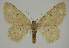  (Idaea EF10 - BC EF Alc 00459)  @14 [ ] Copyright (2010) Unspecified Research Collection of Egbert Friedrich