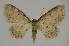  (Idaea EF11 - BC EF Alc 00638)  @14 [ ] Copyright (2010) Unspecified Research Collection of Egbert Friedrich