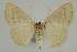  (Scopula EF09 - BC EF Alc 00787)  @13 [ ] Copyright (2010) Unspecified Research Collection of Egbert Friedrich