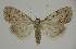  (Nola fraterna - BC EF Alc 00874)  @15 [ ] Copyright (2010) Unspecified Research Collection of Egbert Friedrich