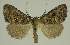  (Elaphristis anthracitis PS3 - BC EF Alc 00879)  @13 [ ] Copyright (2010) Unspecified Research Collection of Egbert Friedrich