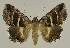  ( - BC EF Alc 00894)  @14 [ ] Copyright (2010) Unspecified Research Collection of Egbert Friedrich