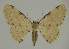  (Idaea EF08 - BC EF Alc 00942)  @14 [ ] Copyright (2010) Unspecified Research Collection of Egbert Friedrich