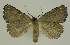  ( - BC EF Alc 00952)  @11 [ ] Copyright (2010) Unspecified Research Collection of Egbert Friedrich
