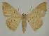  (Idaea EF14 - BC EF Alc 01242)  @14 [ ] Copyright (2010) Unspecified Research Collection of Egbert Friedrich